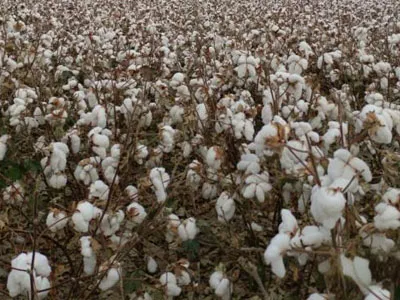 SunxFan Double Inlet 원심 팬 다시 업그레이드: 새로운 세대의 EC 가변 주파수 제품은 면화 피커가 효율적으로 작동하도록 도와줍니다.